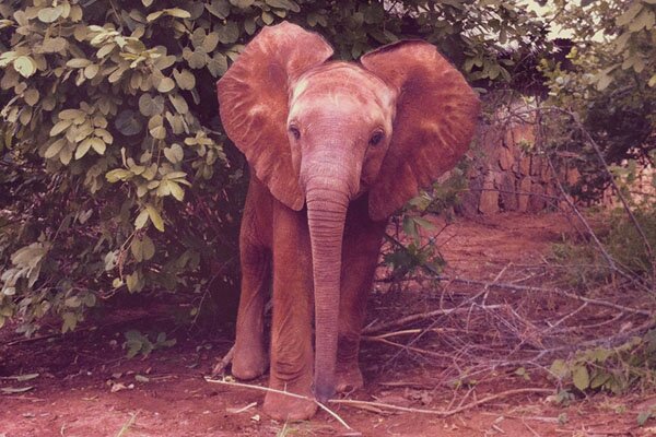 damon-albarn-mr-tembo-music-video-01